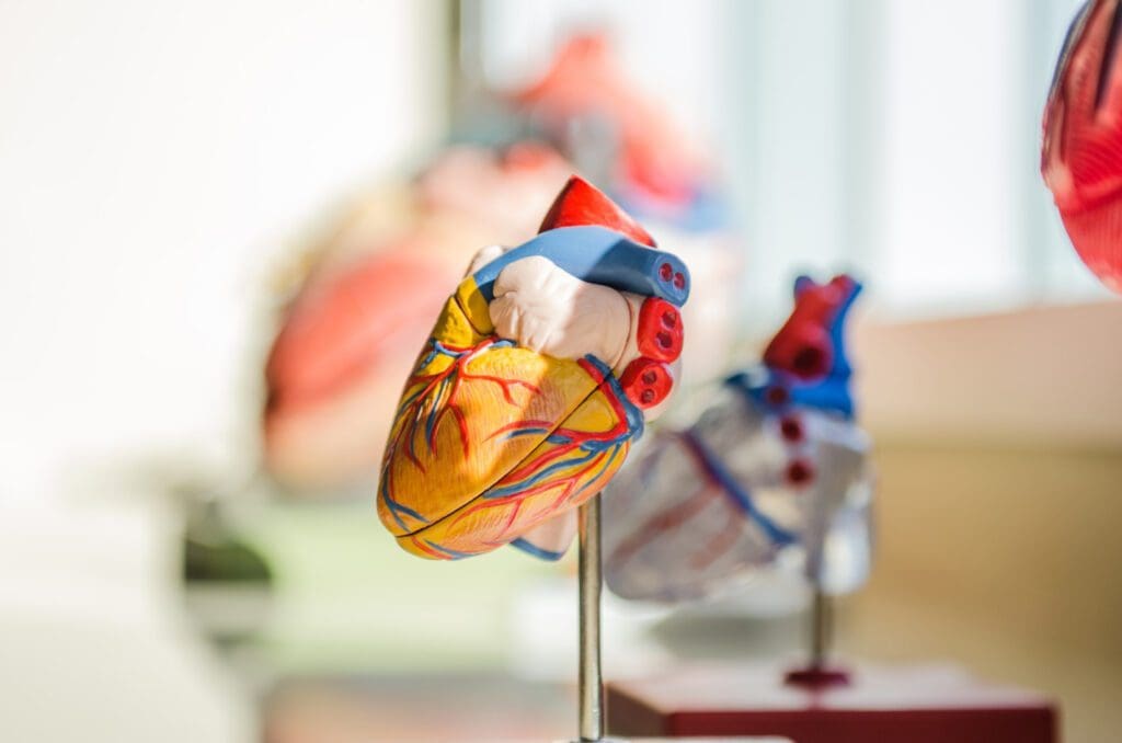 A Healthy Heart For Healthy Bones