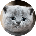 Meegan Essex profile picture